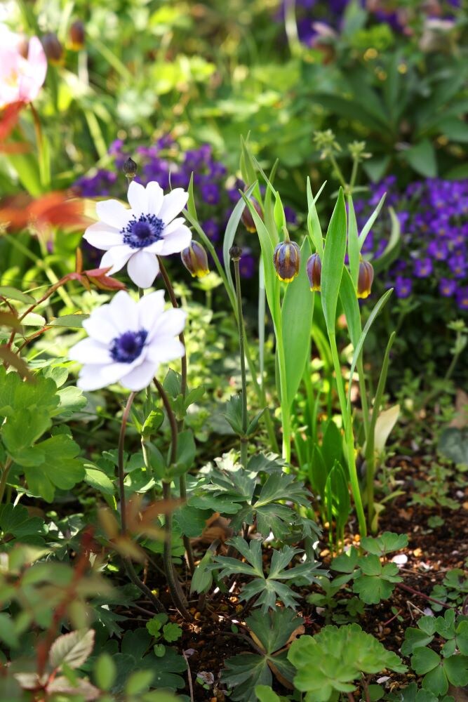 アネモネとフリチラリア