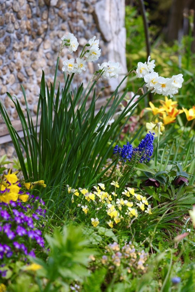 房咲きスイセン