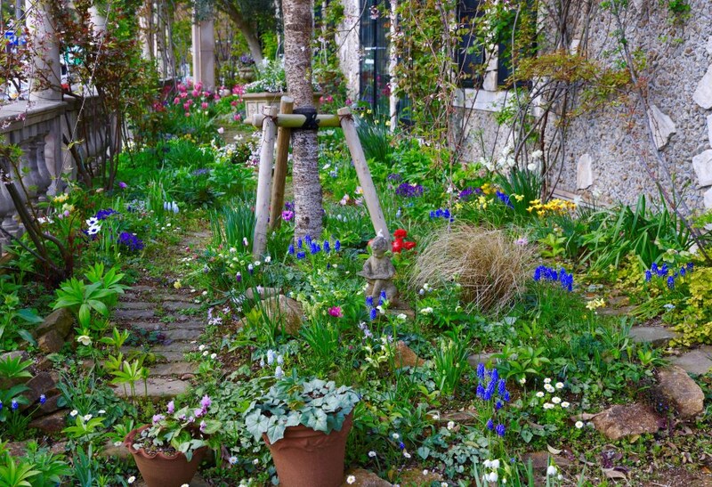 ムスカリの群植