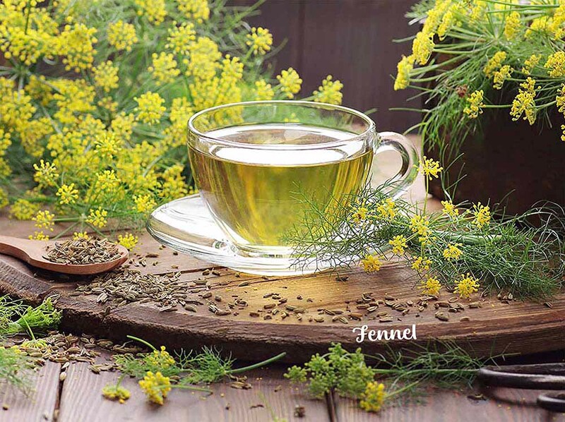 フェンネル