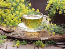 魔法のハーブ「フェンネル」を健康や美容に役立てよう【プロが解説する育て方＆活用法】