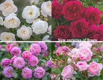 秋のバラ苗予約スタート！ 夏バテバラの回復におすすめのプロ推奨資材＆作業ポイントも詳しく解説