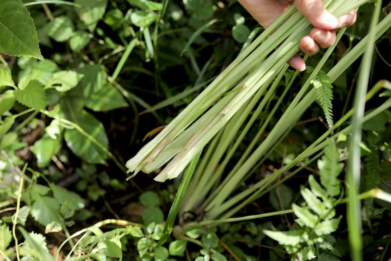 レモングラスの収穫