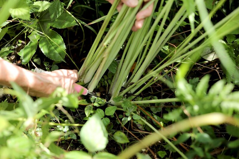 レモングラスの収穫