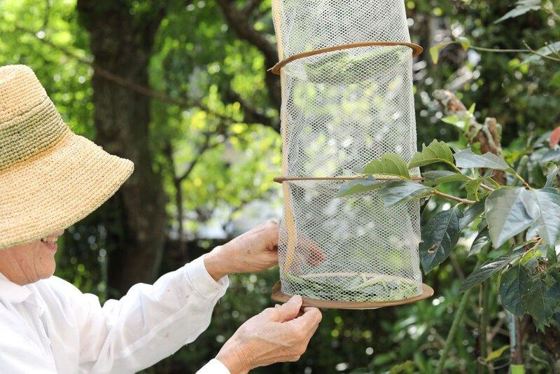 レモングラスの乾燥