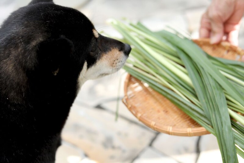 レモングラスと犬