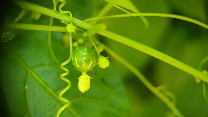 オキナワスズメウリ