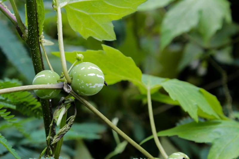 オキナワスズメウリ