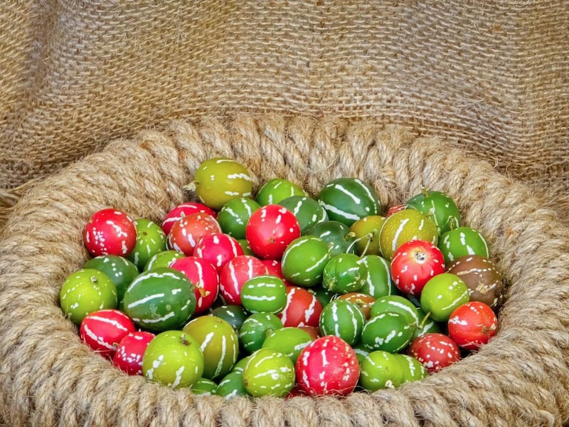 オキナワスズメウリ