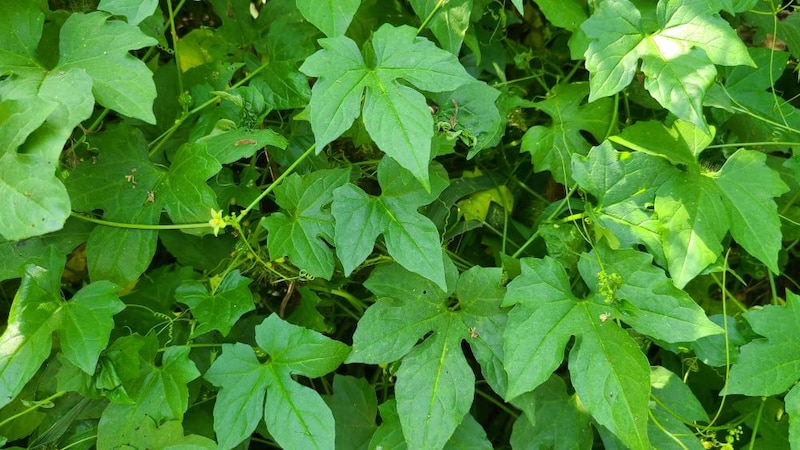 オキナワスズメウリ