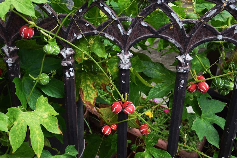 オキナワスズメウリ