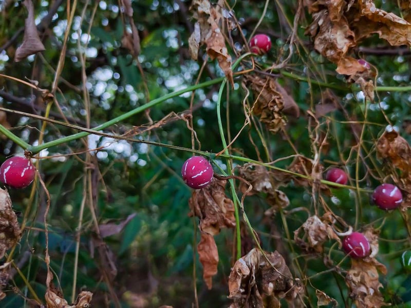 オキナワスズメウリ