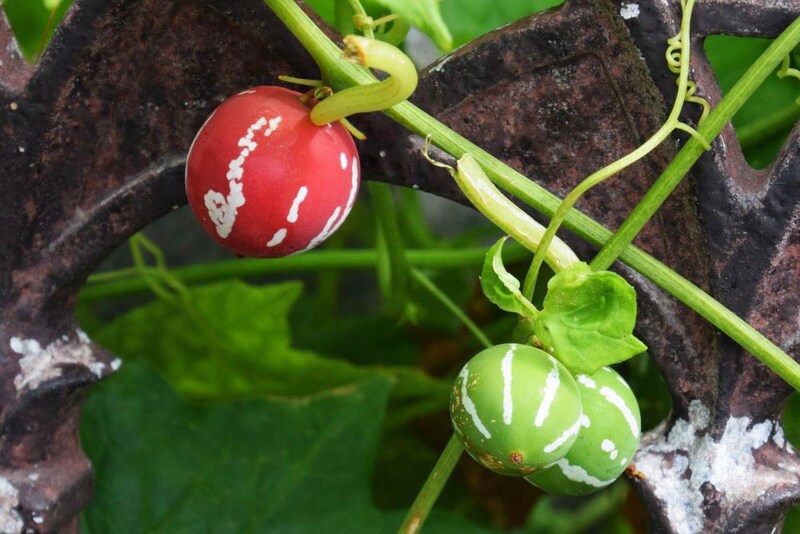 オキナワスズメウリ