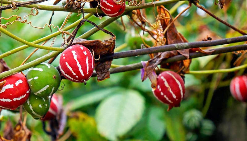 オキナワスズメウリ