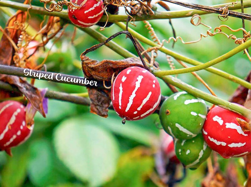 見た目はスイカ!? オキナワスズメウリの栽培方法と注意点を解説