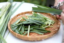 愛犬の暮らしにハーブを！ レモングラスの乾燥方法と虫よけ＆消臭ナチュラル活用術