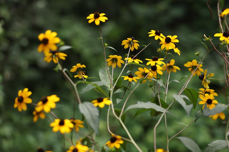 ルドベキア（開花期：7〜10月）