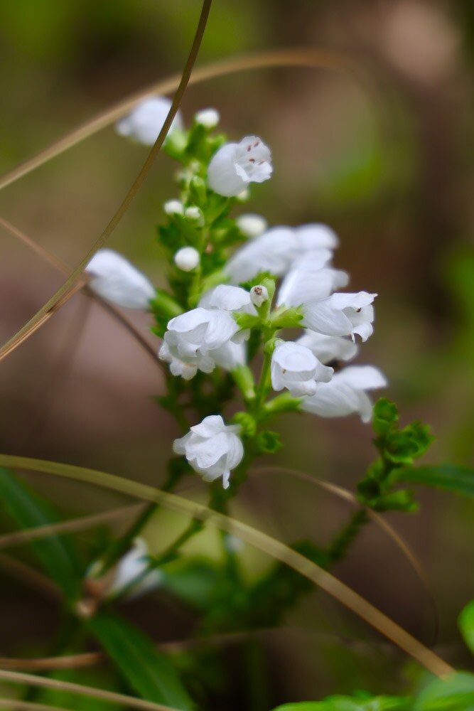 オカトラノオ（開花期：7〜8月）