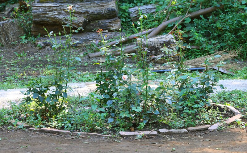 バラの花壇（開花期：5月中旬〜6月上旬、6月中旬〜11月　※品種による）