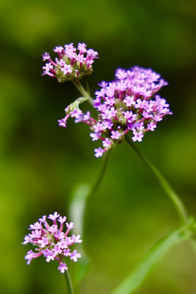 バーベナ（開花期：5月中旬〜11月上旬）