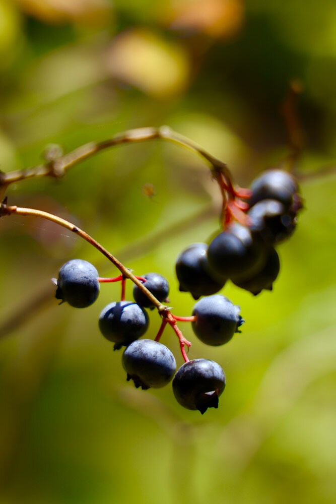 ブルーベリー（収穫期：6〜9月上旬）