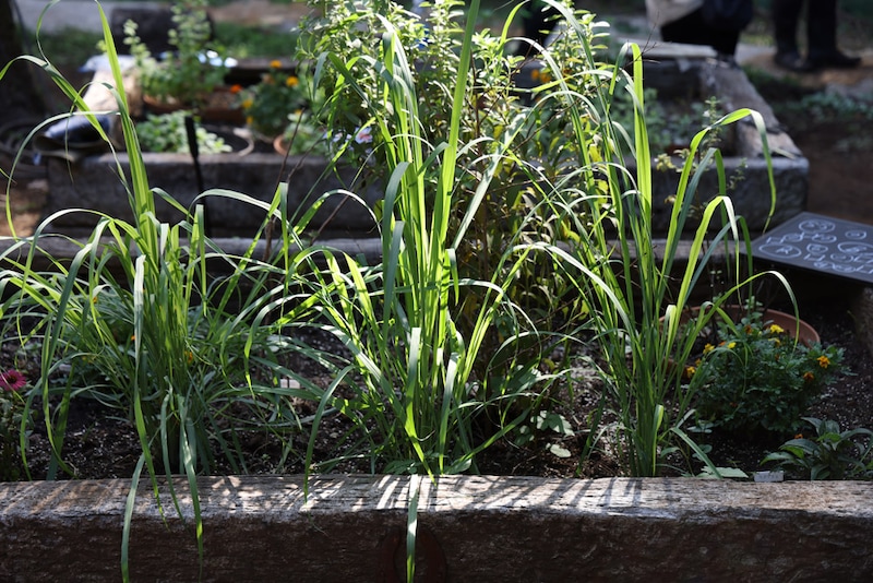 レモングラス（収穫期：6〜10月）