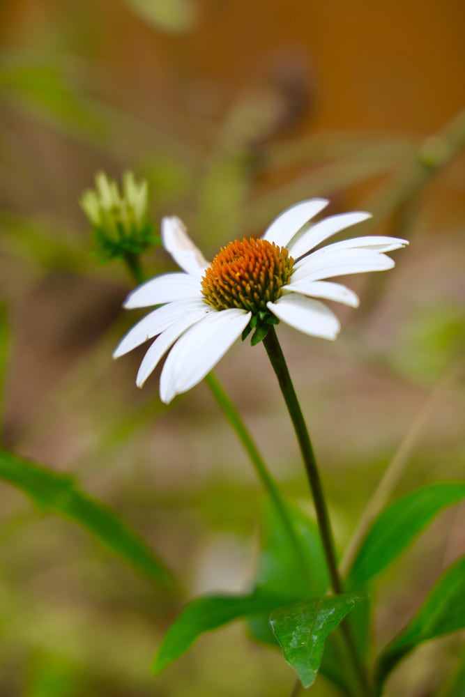 エキナセア（開花期：6月中旬〜8月）