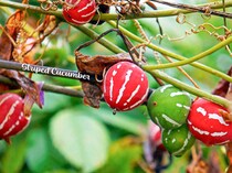 見た目はスイカ!? オキナワスズメウリの栽培方法と注意点を解説