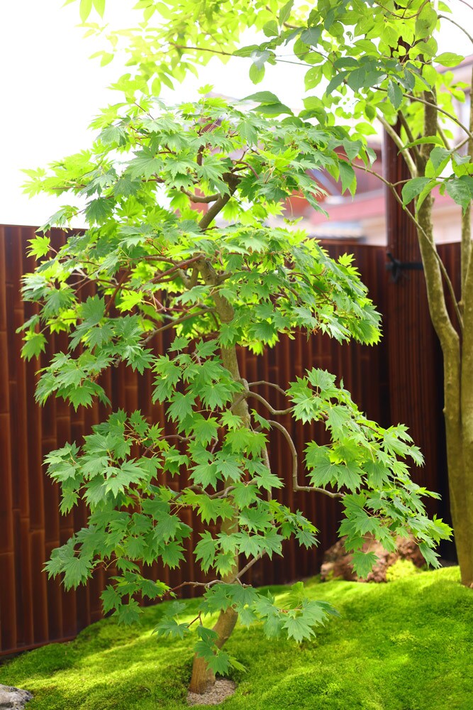 コハウチワカエデ‘関の華厳’。葉の形に特徴がある園芸品種で、従来のコハウチワカエデよりも雄大な樹形をしている。