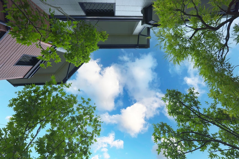 緑の額縁に収まる星空