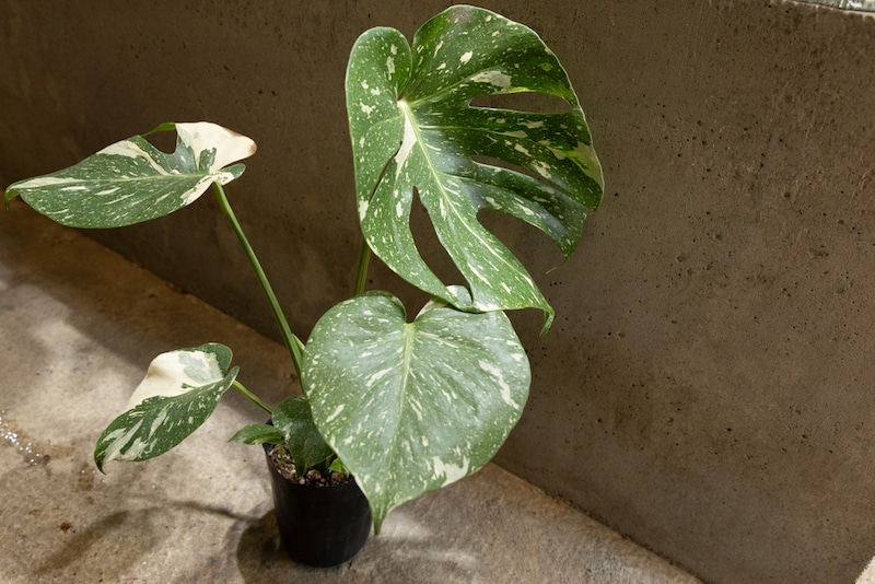 ガディンツキー・プランツの斑入りモンステラ