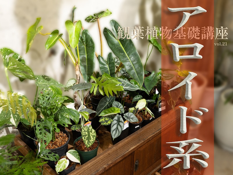 アロイド系観葉植物TOP