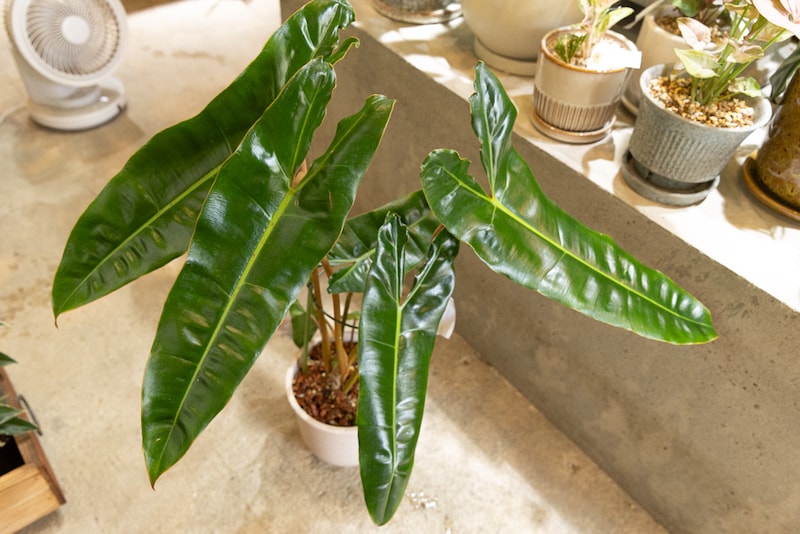 ガディンツキー・プランツのフィロデンドロン・ビレッタエ