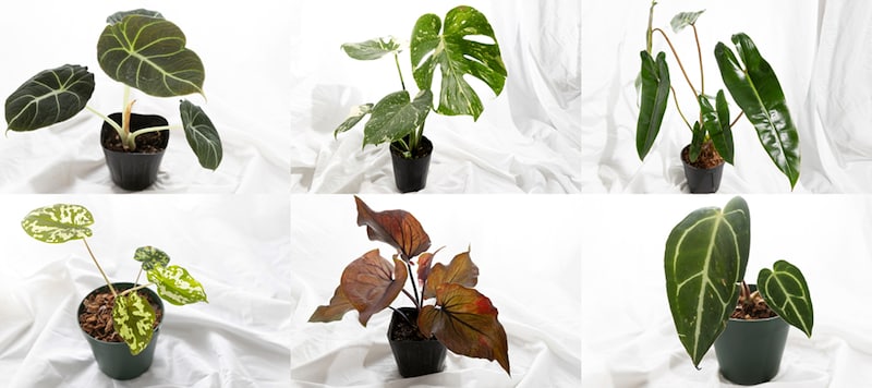 アロイド系コラージュ写真