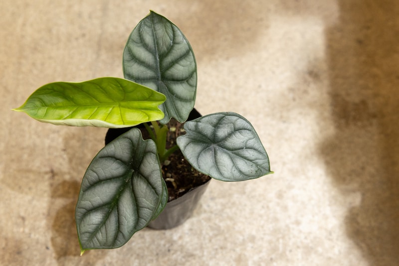 ガディンツキー・プランツのアロカシア・シルバードラゴン