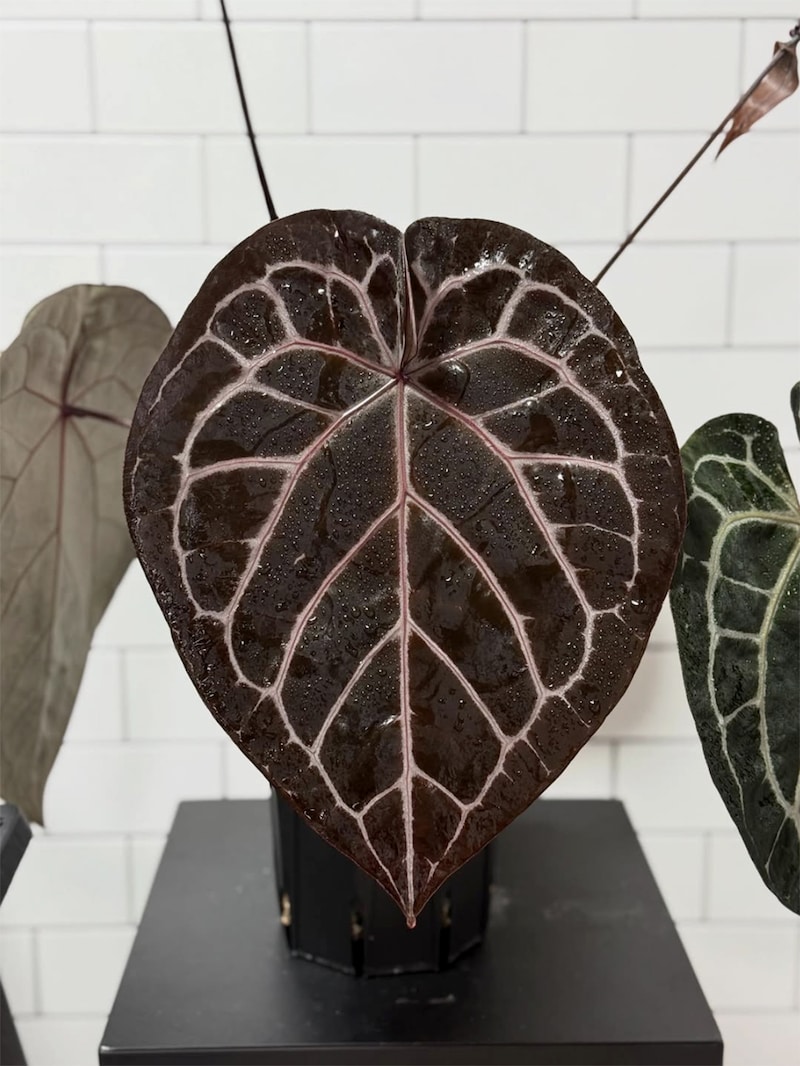 green.jamjamさん宅のアンスリウム・ミシェル