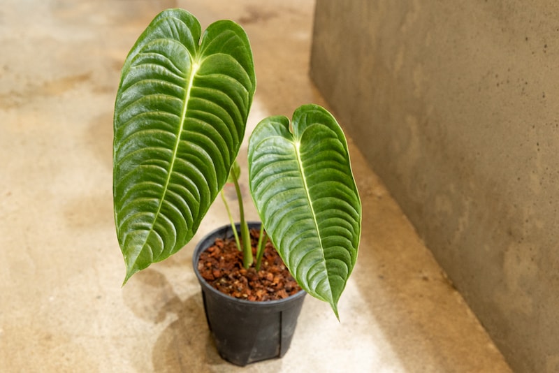 ガディンツキー・プランツのアンスリウム・ベイチー