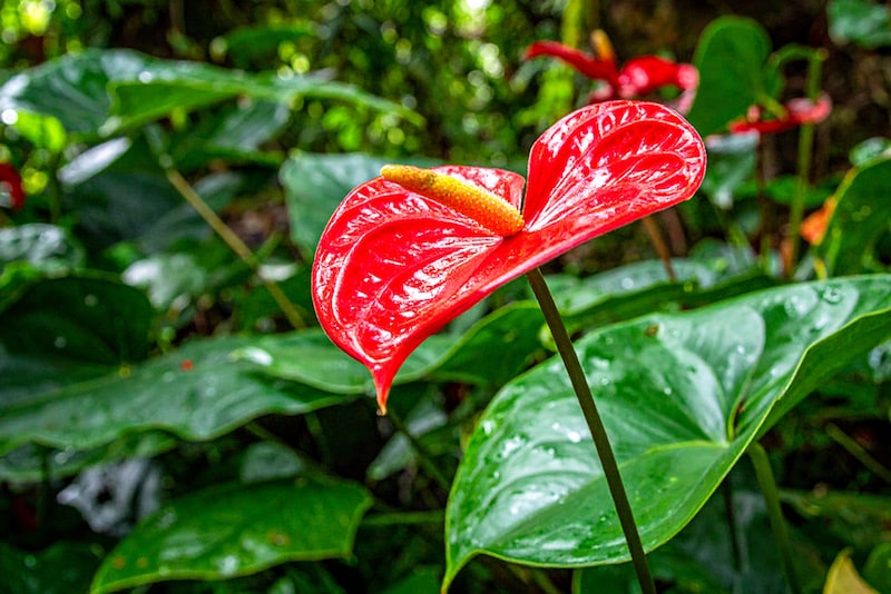 野生のアンスリウムの花の写真