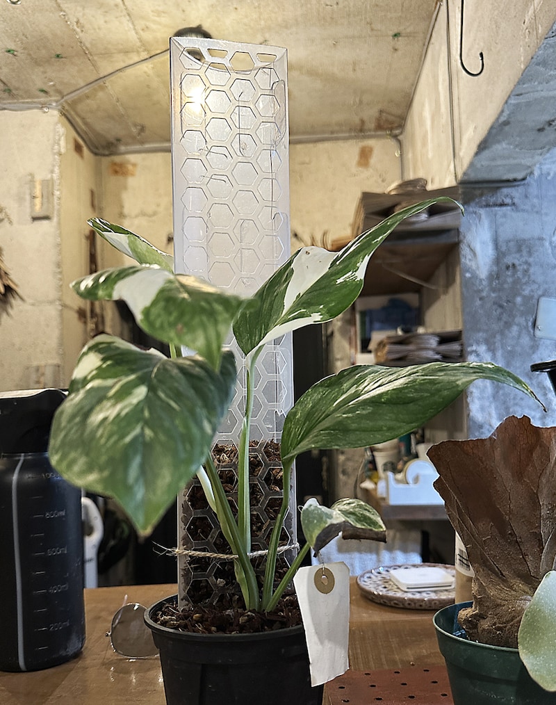ガディンツキー・プランツで販売しているモスポール仕立てのモンステラ