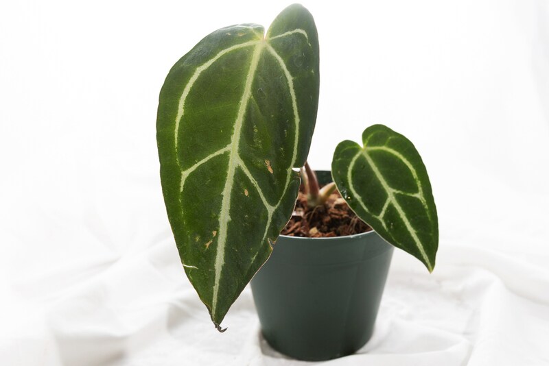 ガディンツキー・プランツのアンスリウム・マグニフィカムxブラッククリスタリナム