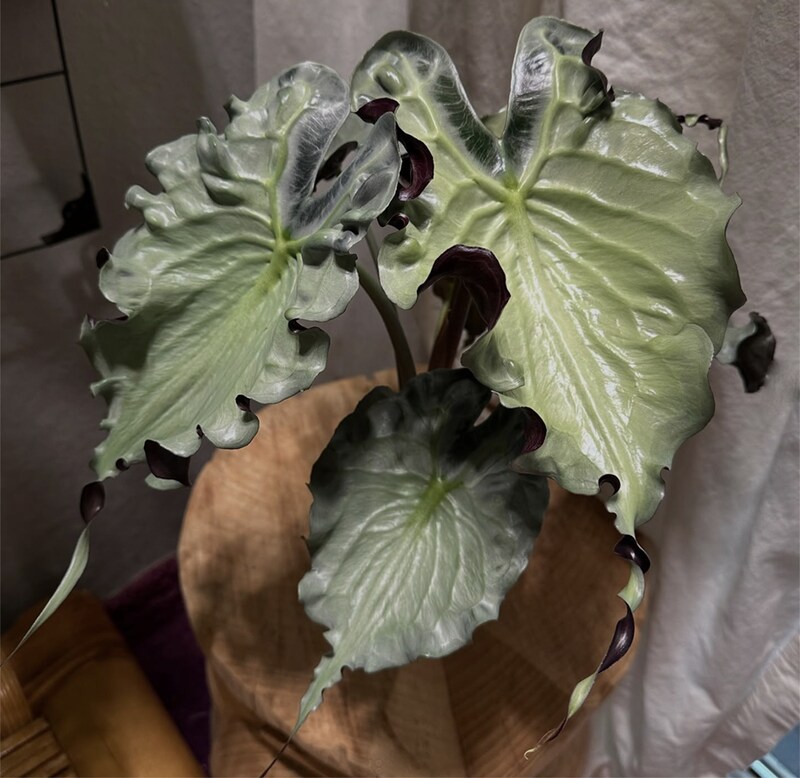 tiki_and_plants_氏所有のアロカシア・ヴェノム