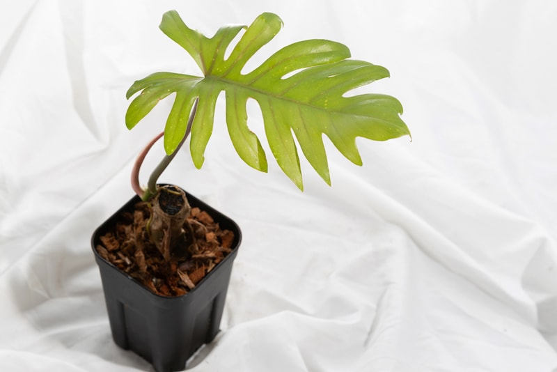 ガディンツキー・プランツのフィロデンドロン・アングスティセクツム