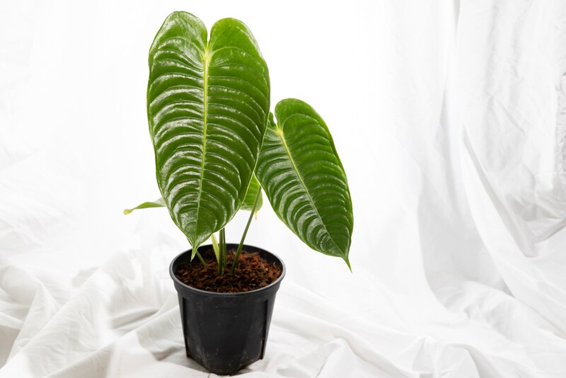 ガディンツキー・プランツのアンスリウム・ベイチー