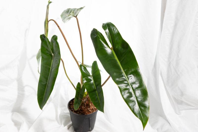 ガディンツキー・プランツのフィロデンドロン・ビレッタエ