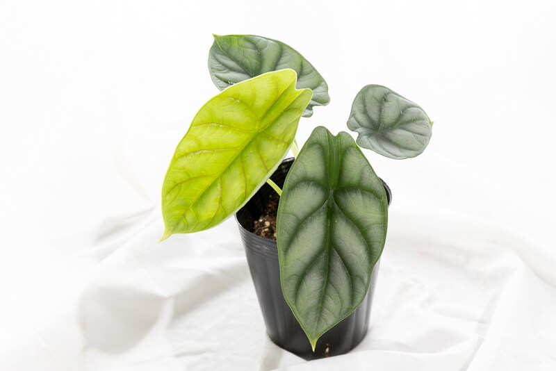 ガディンツキー・プランツのアロカシア・シルバードラゴン