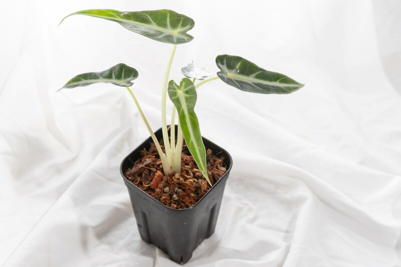 ガディンツキー・プランツのアロカシア・バンビーノ