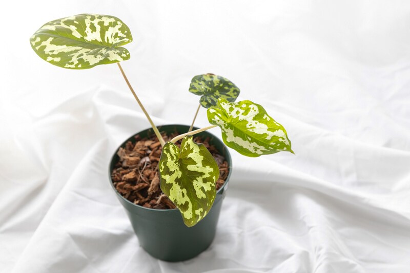 ガディンツキー・プランツのコロカシア・ヒロビューティー