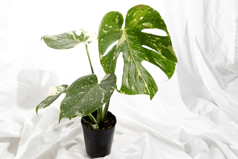 ガディンツキー・プランツのモンステラ・タイコンステレーション