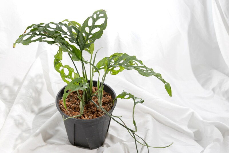 ガディンツキー・プランツのオブリクア・ペルー