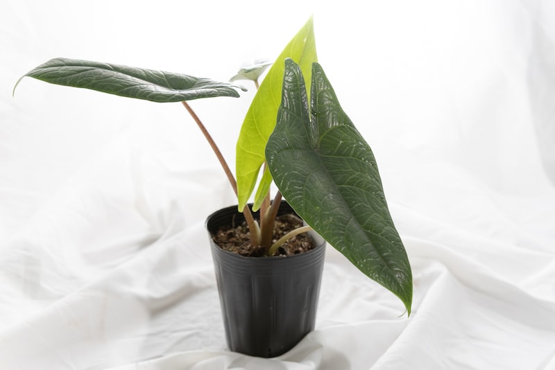 ガディンツキー・プランツのアロカシア・スカルプラム